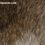 Agouti