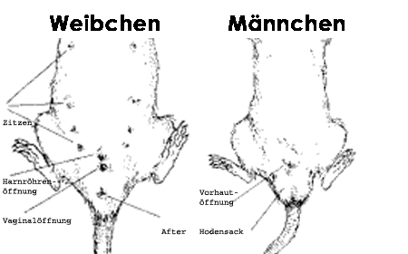 Bock und Weibchen